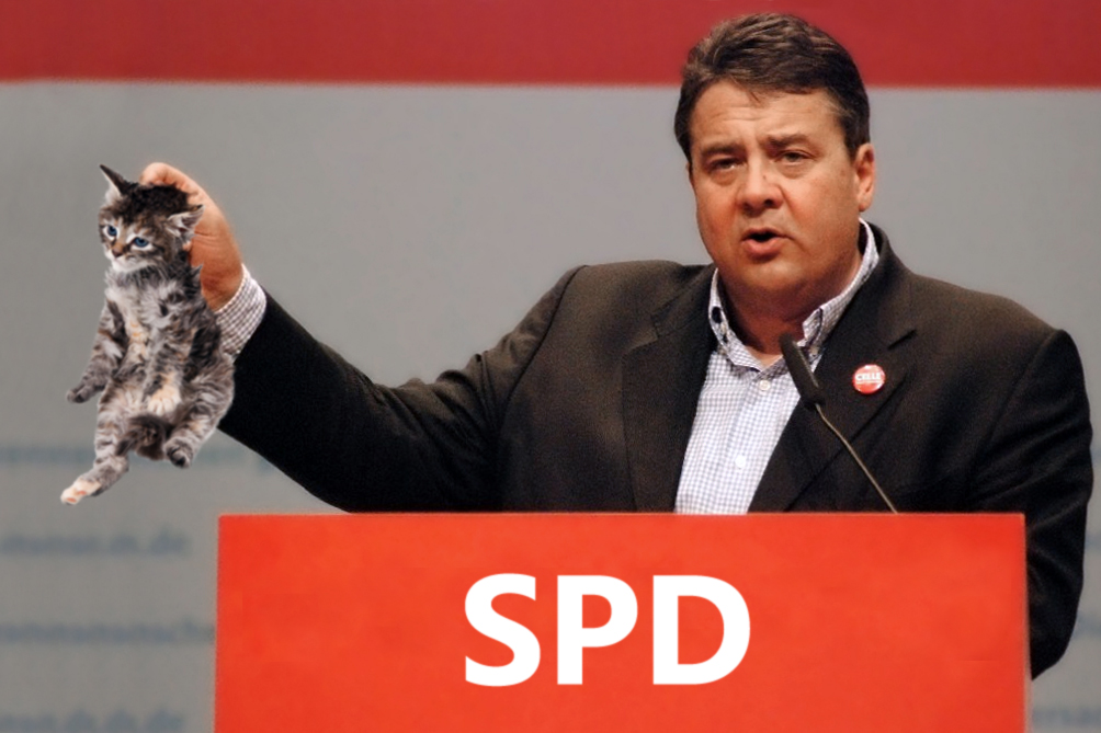 … or the kitten gets it